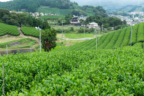 Green Tea plantation