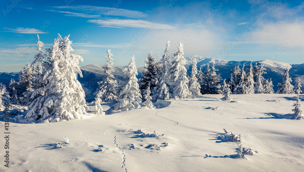 Fototapeta premium Sunny morning scene in the mountain forest
