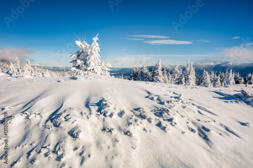 Wallpaper Mural Sunny morning scene in the mountain forest Torontodigital.ca