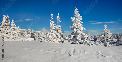 Sunny morning scene in the mountain forest