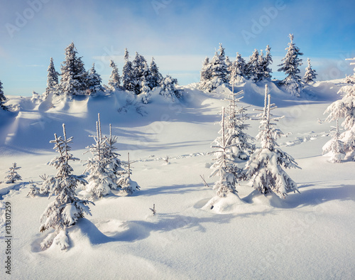 Sunny morning scene in the mountain forest © Andrew Mayovskyy