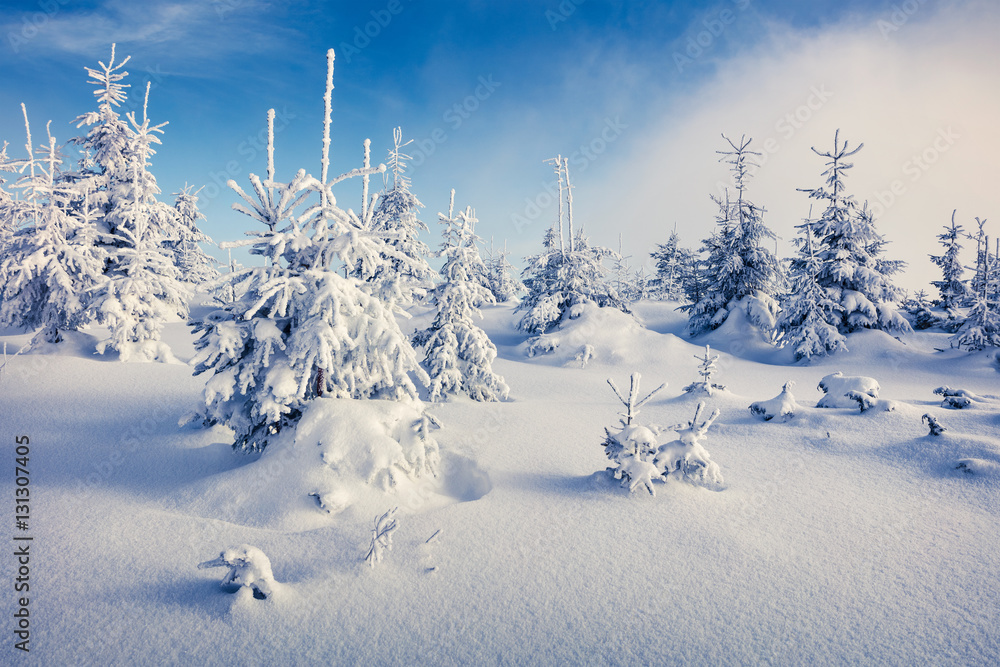 Obraz premium Sunny morning scene in the mountain forest.