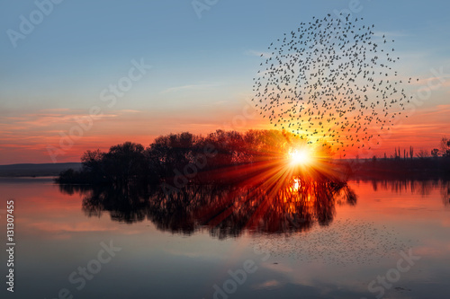 birds silhouettes flying above the lake against sunset