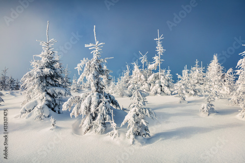Sunny morning scene in the mountain forest. © Andrew Mayovskyy