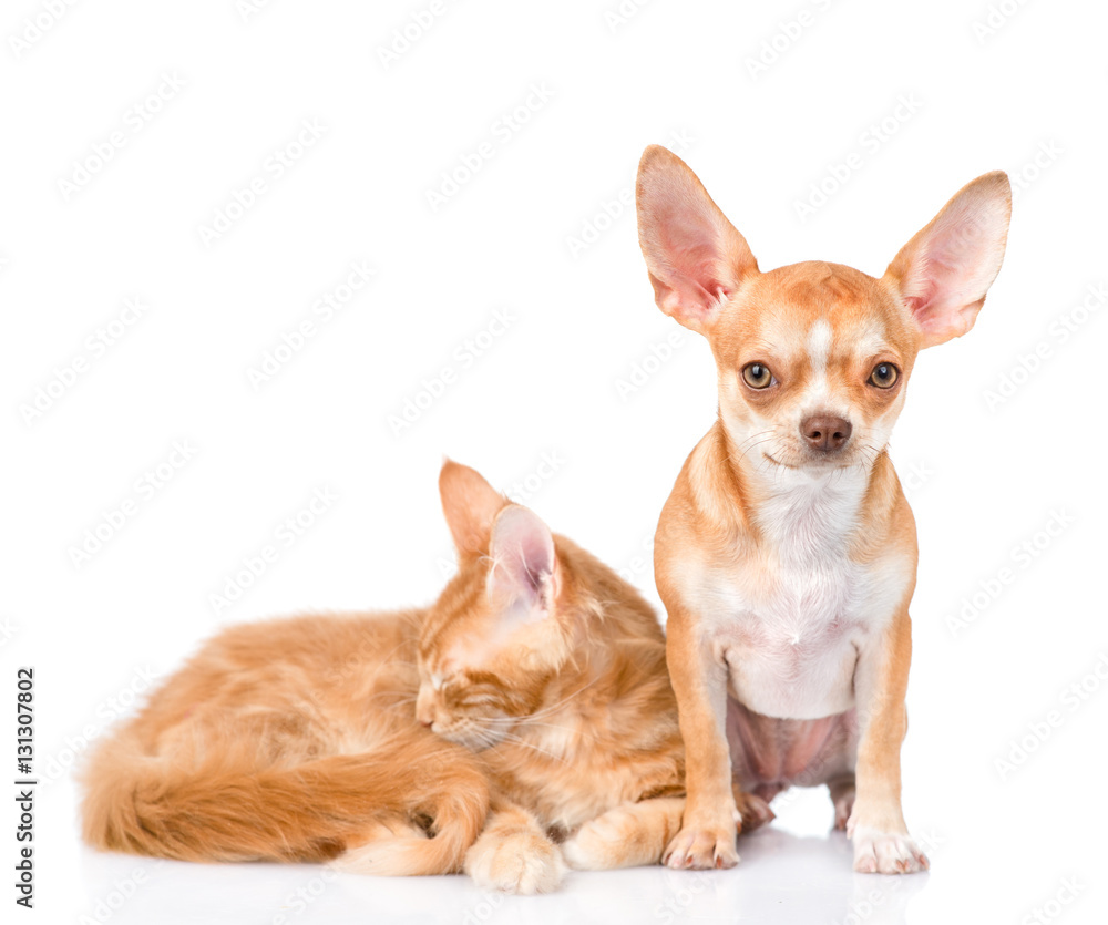 Tiny chihuahua puppy and sleeping maine coon cat together. isolated on white