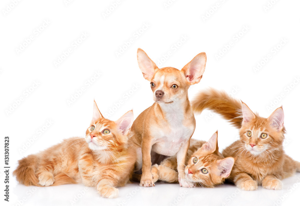 Group of small ginger maine coon cats with tiny chihuahua puppy. isolated on white