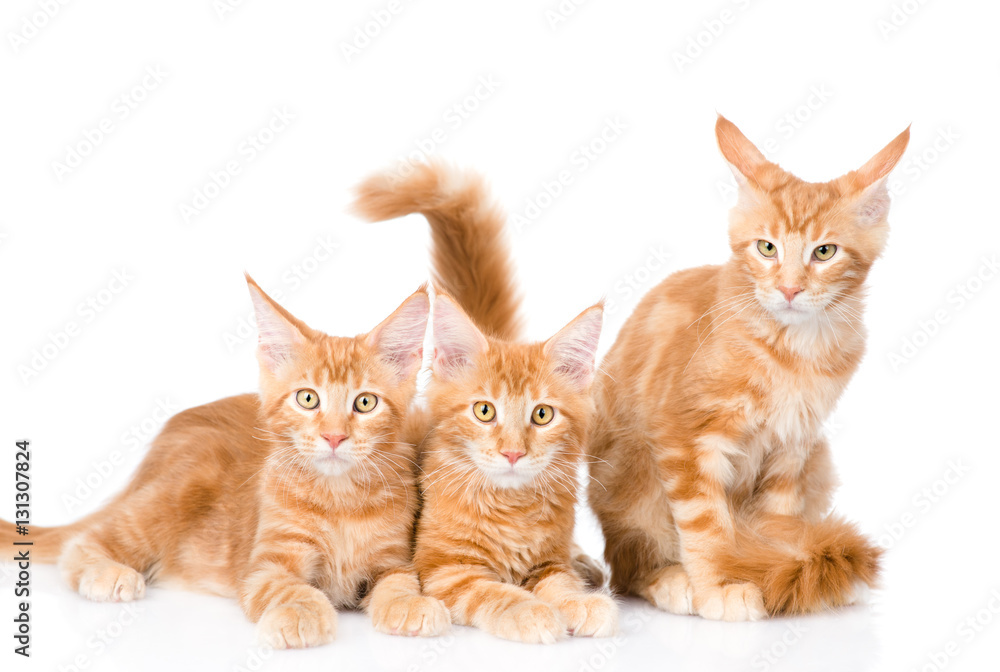 Group of small ginger maine coon cats lying in front view. isolated on white
