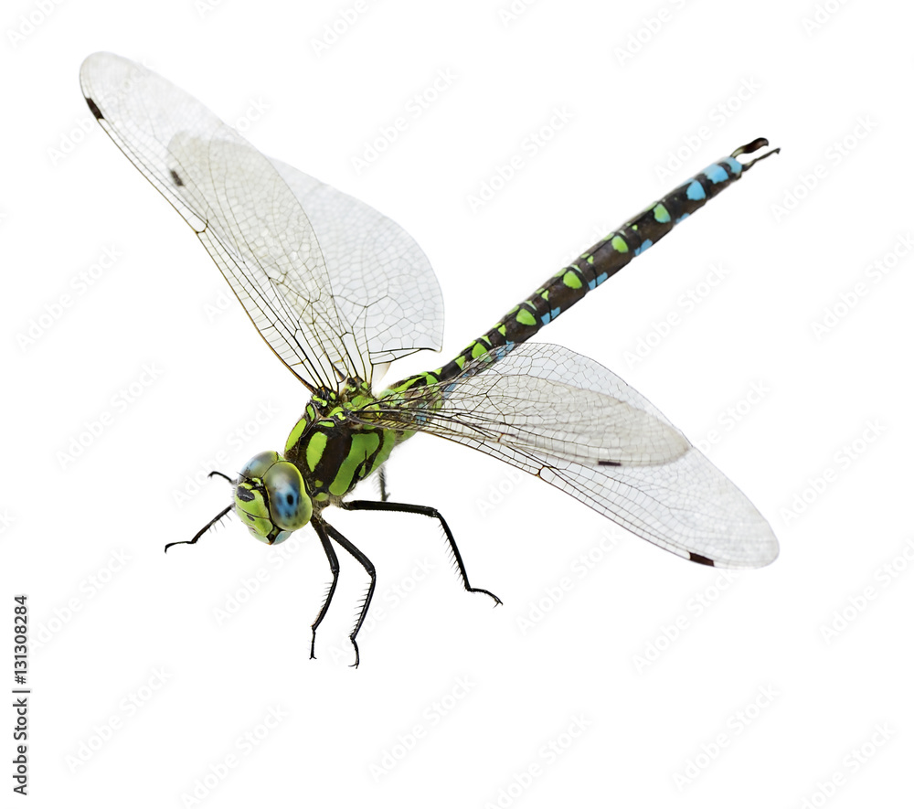 dragonfly isolated - obrazy, fototapety, plakaty 