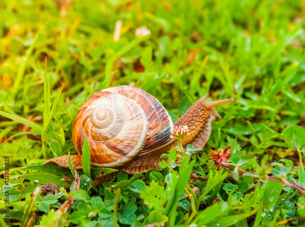 Curious snail in the garden on green grass. Molluscs, gastropods class. Curious snail in the garden on green grass. Molluscs, gastropods class.