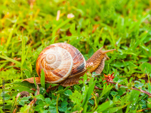 Curious snail in the garden on green grass. Molluscs, gastropods class.