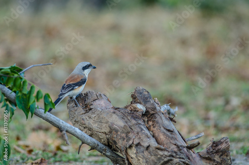 Bay-backed Shrike Bird perching on a branch