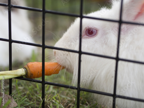 Feeding the carrot to little rabbit in cage