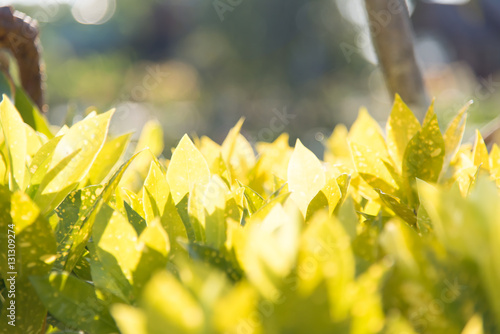 Fresh green tree with the sun light in the abstract blurred boke photo