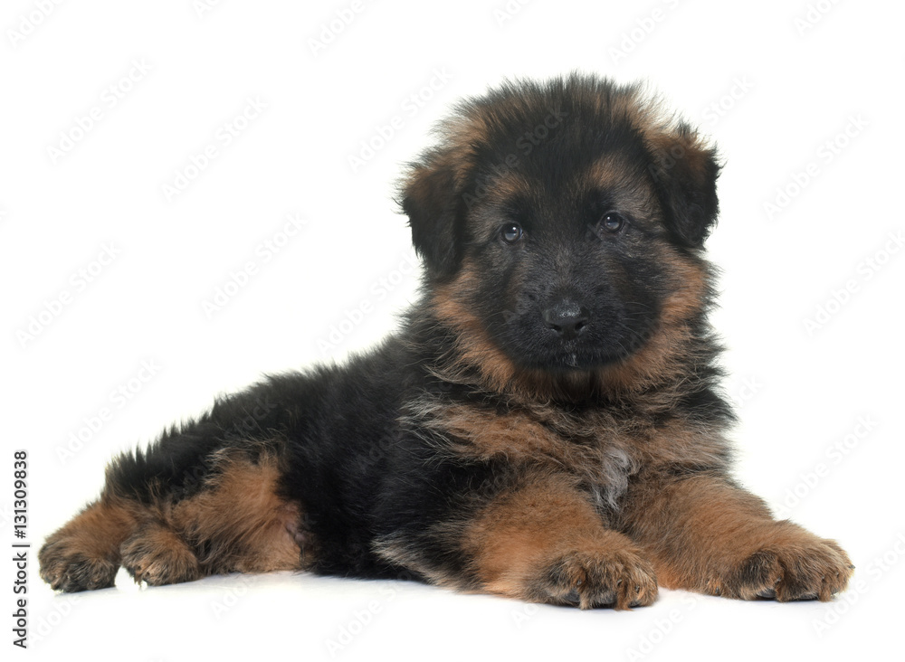 puppy german shepherd