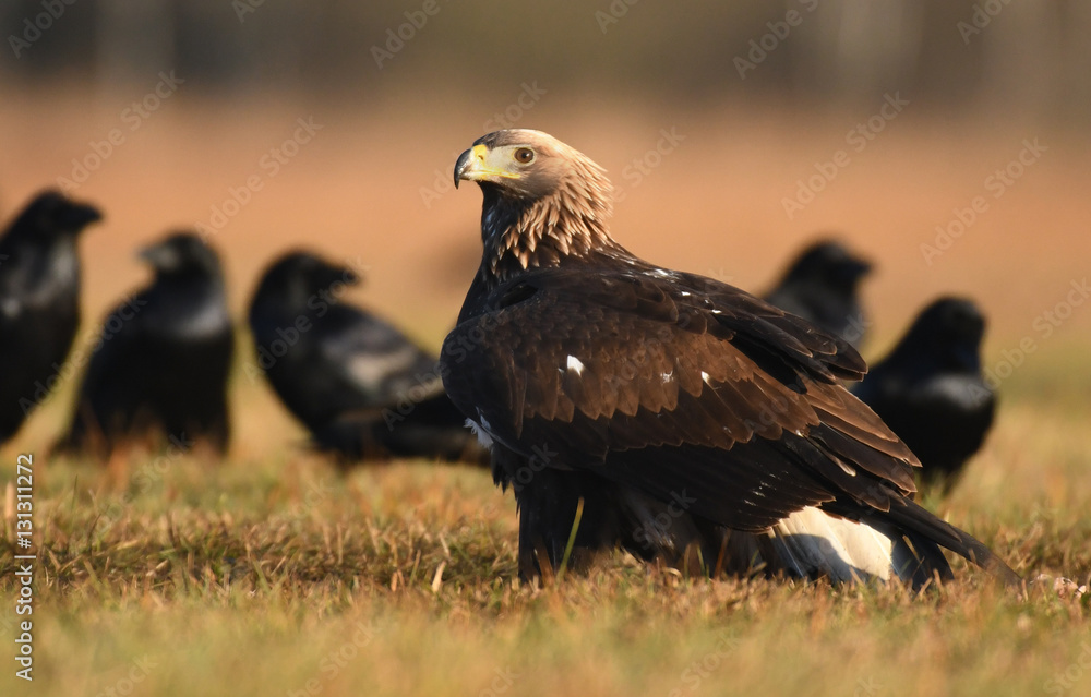 Golden Eagle (Aquila chrysaetos) Golden Eagle (Aquila chrysaetos)
