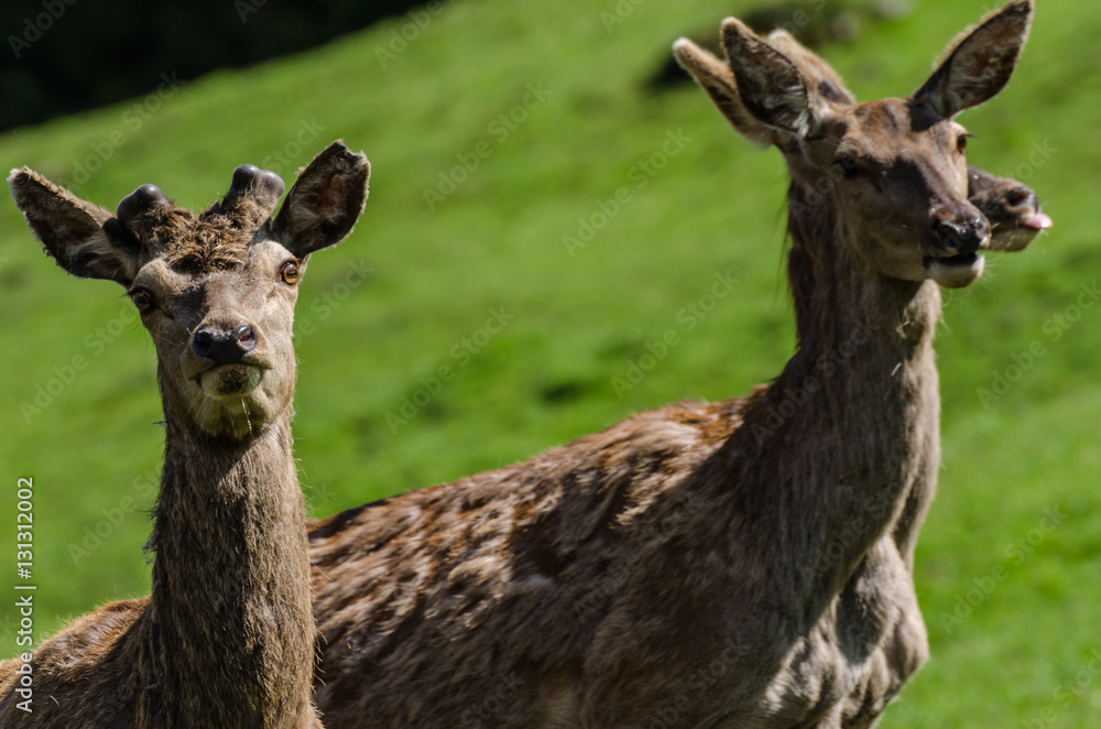 rehe im zoo rehe im zoo