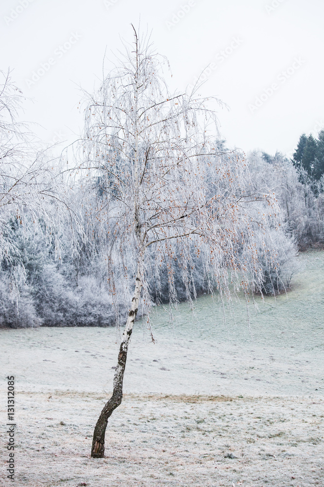 Fotografie birch covered with frost