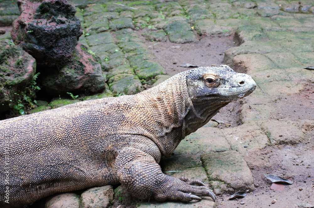Komodo dragon in the wild on nature