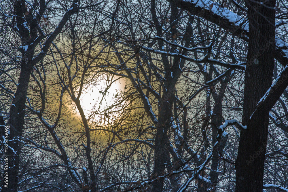 the sun through the branches of trees, snow, winter the sun through the branches of trees, snow, winter