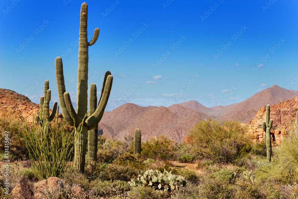 Saguaro, ocotillo and the mountains of the Tonto National Forest, Arizona