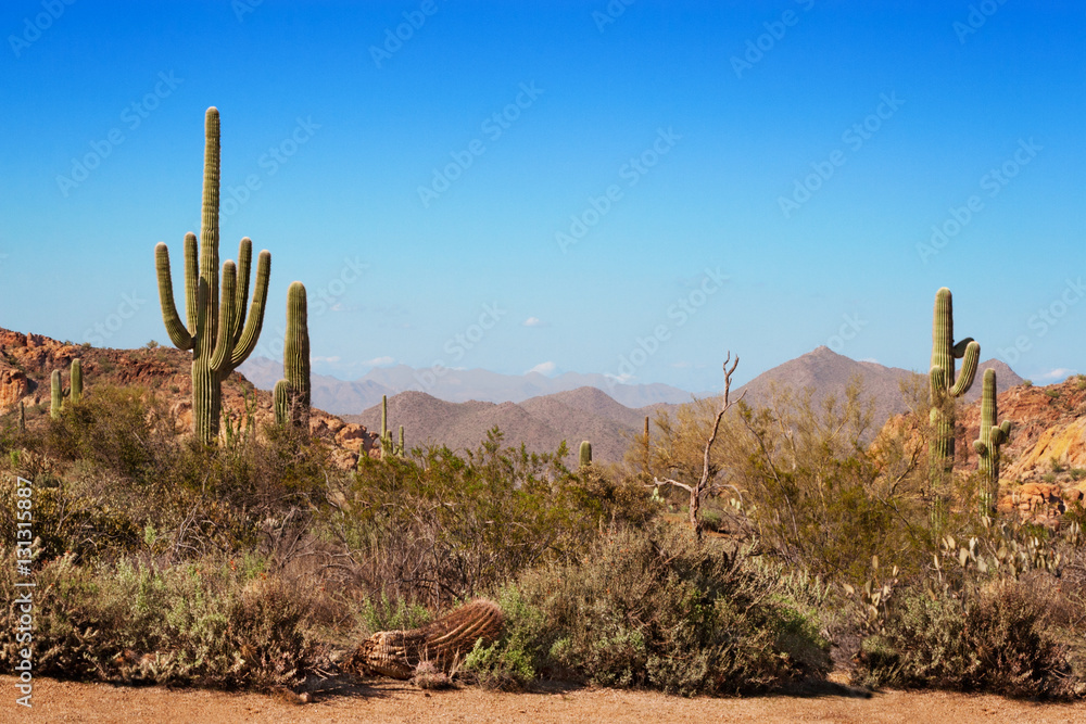 Gravel path through the saguaro, ocotillo and mountains of the Tonto National Forest, Arizona