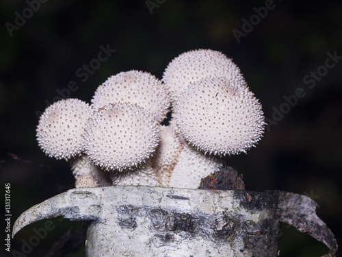 Edible mushrooms Common Puffball, Lycoperdon perlatum, macro, selective focus, shallow DOF photo