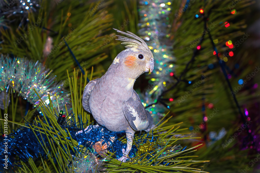 Obraz premium Christmas photo. Parrot on the tree.