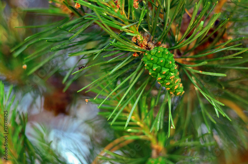 First year pine cone at tree branch