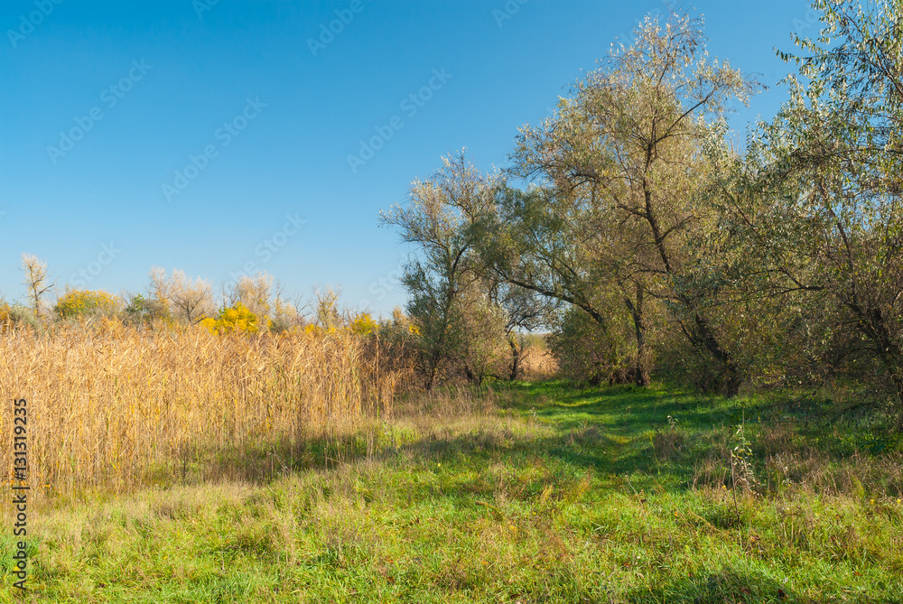 Fall landscape with forest clearing in central Ukraine