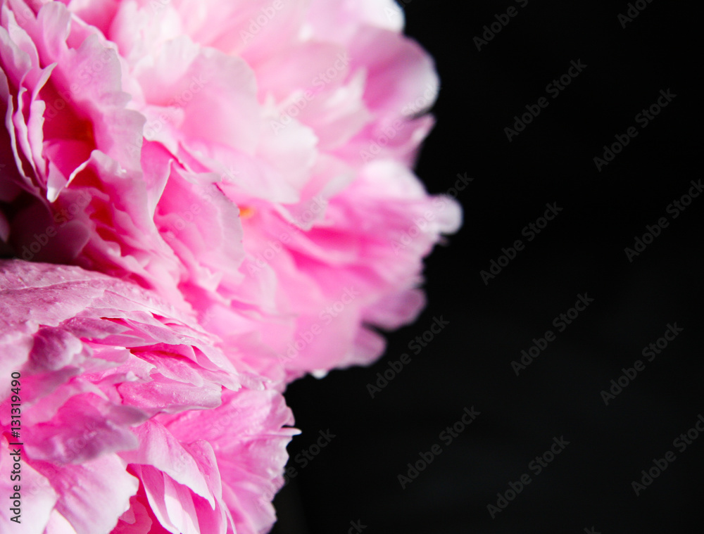 Pink peonies on dark with copy space 1