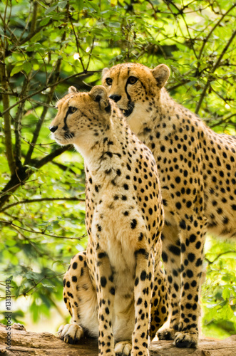 Two cheetahs Acinonyx jubatus.