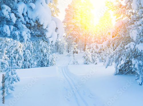 Winter landscape. Ski track in  snowy coniferous forest. Colorful sunset in the snowy forest. © Leonid Ikan