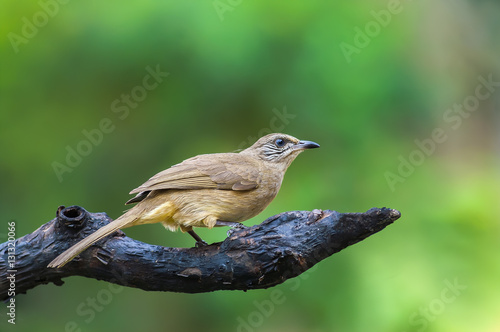 Streak-eared Bulbul(Pycnonotus blanfordi), beautiful bird on branch with green background. photo