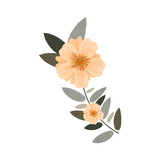 Beautiful flowers ornament icon vector illustration graphic design