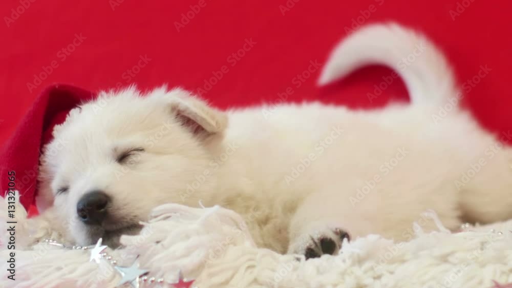 Puppy and Christmas Puppy and Christmas