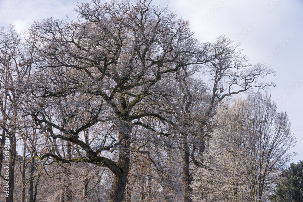 Eichen Bäume im Dezember Frost Reif Eichen Bäume im Dezember Frost Reif