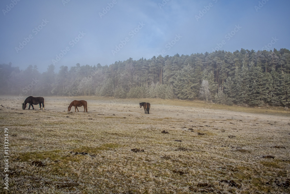 Obraz premium horses