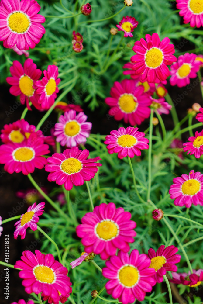 pink daisies pink daisies