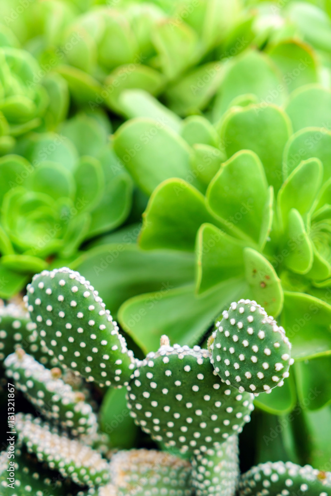 succulent plants background succulent plants background