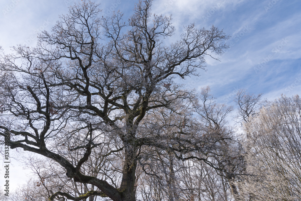 Eichen Bäume im Dezember Frost Reif Eichen Bäume im Dezember Frost Reif