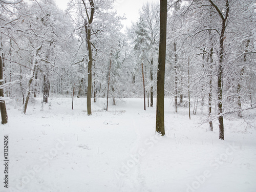 Park in winter. © shahteer