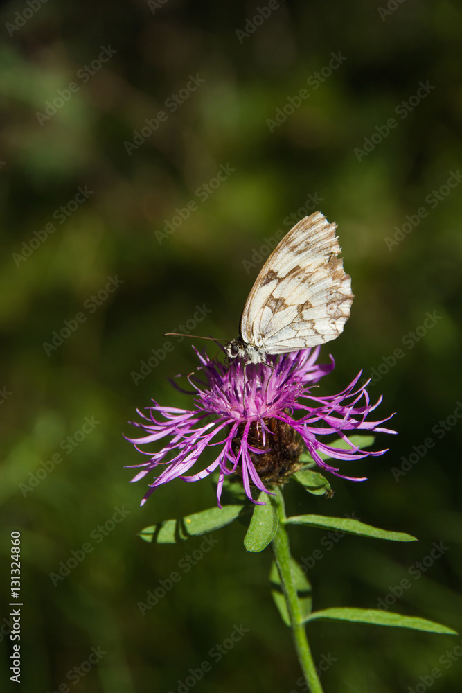 Mariposa Melanargia en Flor Purpura Mariposa Melanargia en Flor Purpura