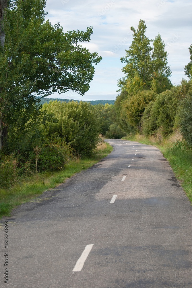 Carretera Secundaria entre Vegetacion 