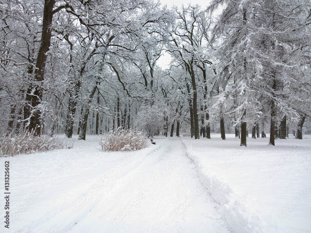 Obraz premium Park in winter.