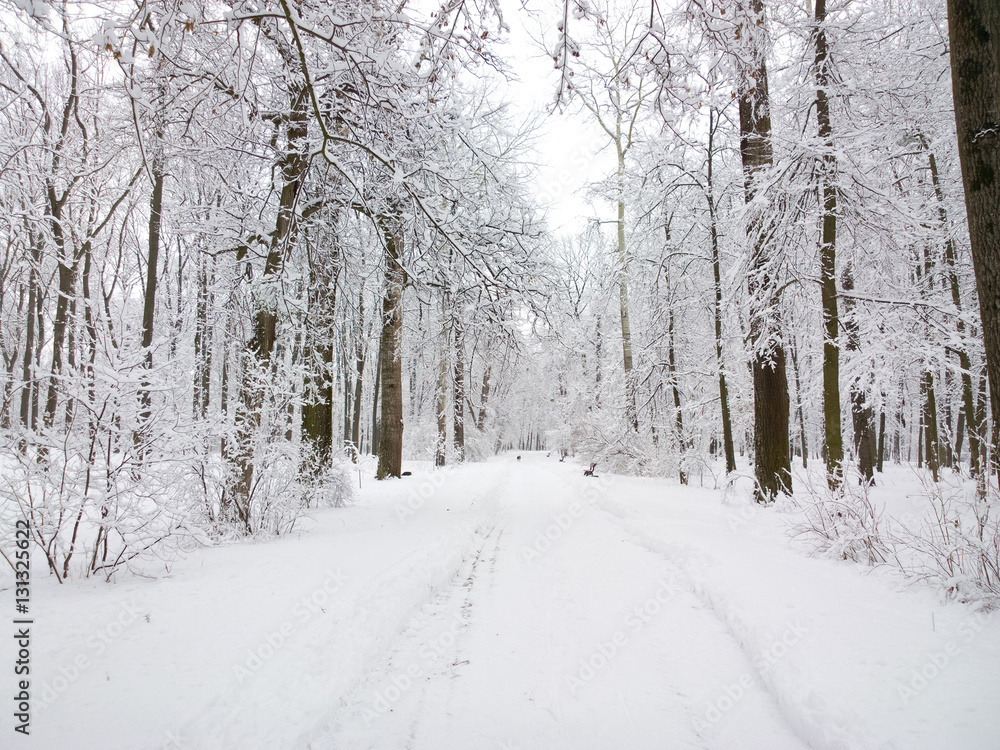 Fototapeta premium Park in winter.