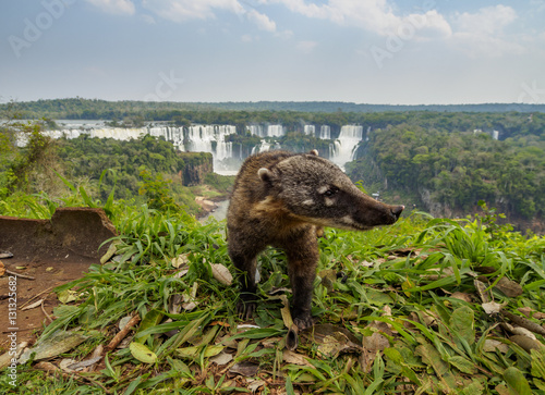 Brazil, State of Parana, Foz do Iguacu, South American Coati(Nasua nasua) by the Iguazu Falls. photo