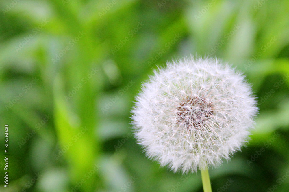 Dandelion closeup with narrow depth of field. Natural Concept. Dandelion closeup with narrow depth of field. Natural Concept.