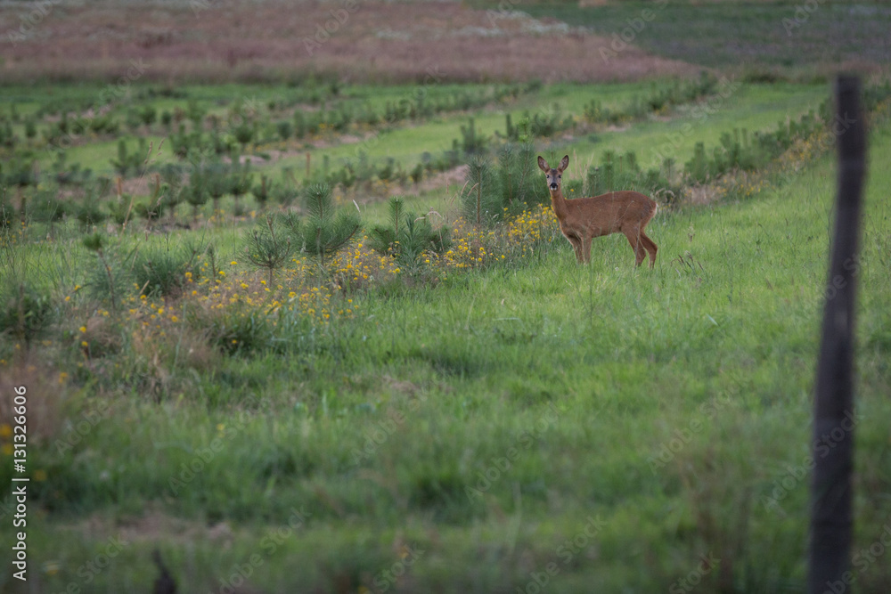Naklejka premium Chevreuil