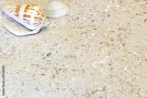 Two tropical shells in top left, sandy beach vacation background photo