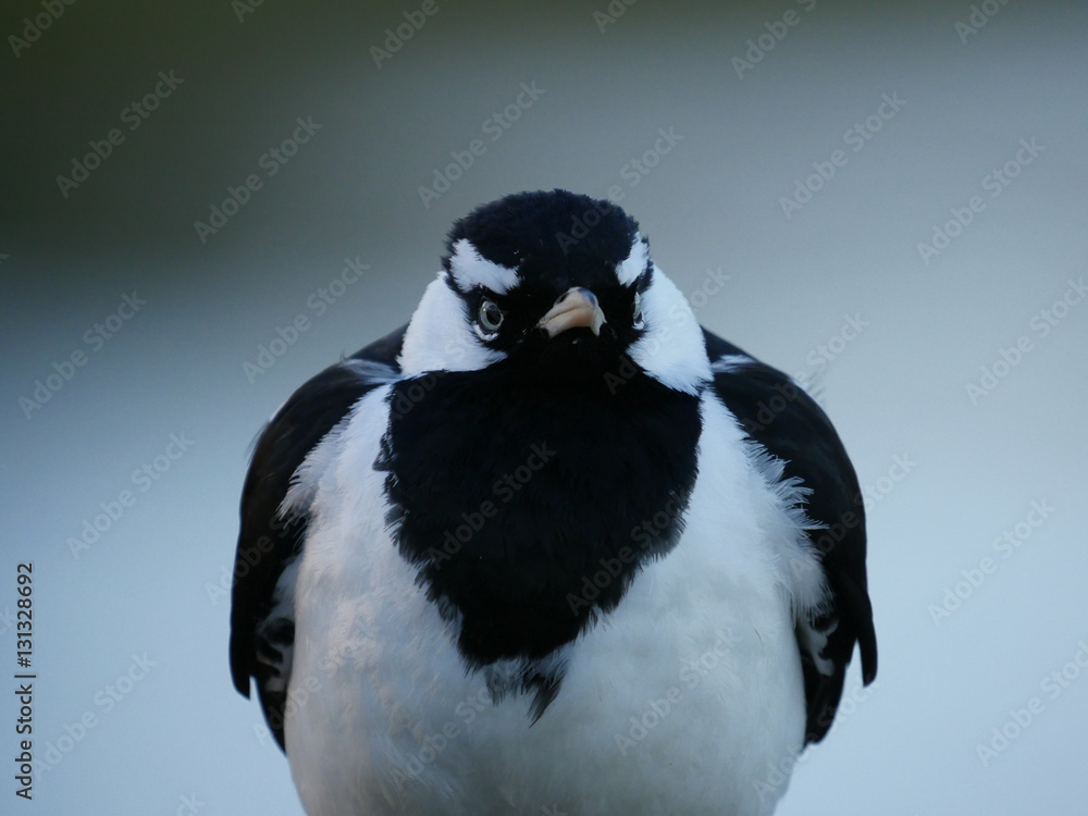 Obraz premium Autralian Magpie-lark